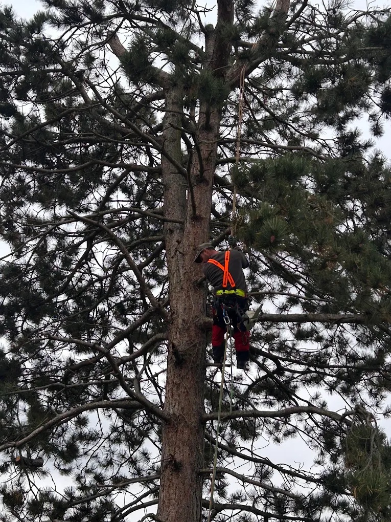 Élagueur dans la cime d'un grand pin, encordé au tronc