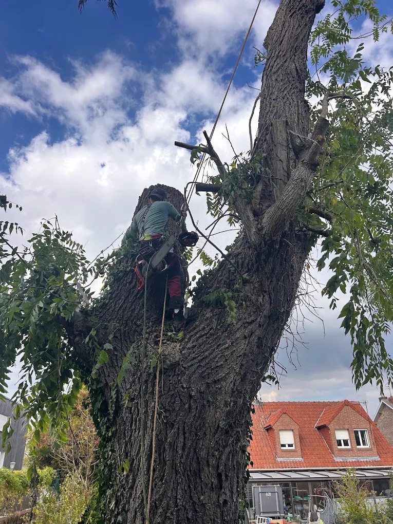 Élagueur harnaché sur le tronc d'un grand arbre en cours de démontage, cordes de rétention en place